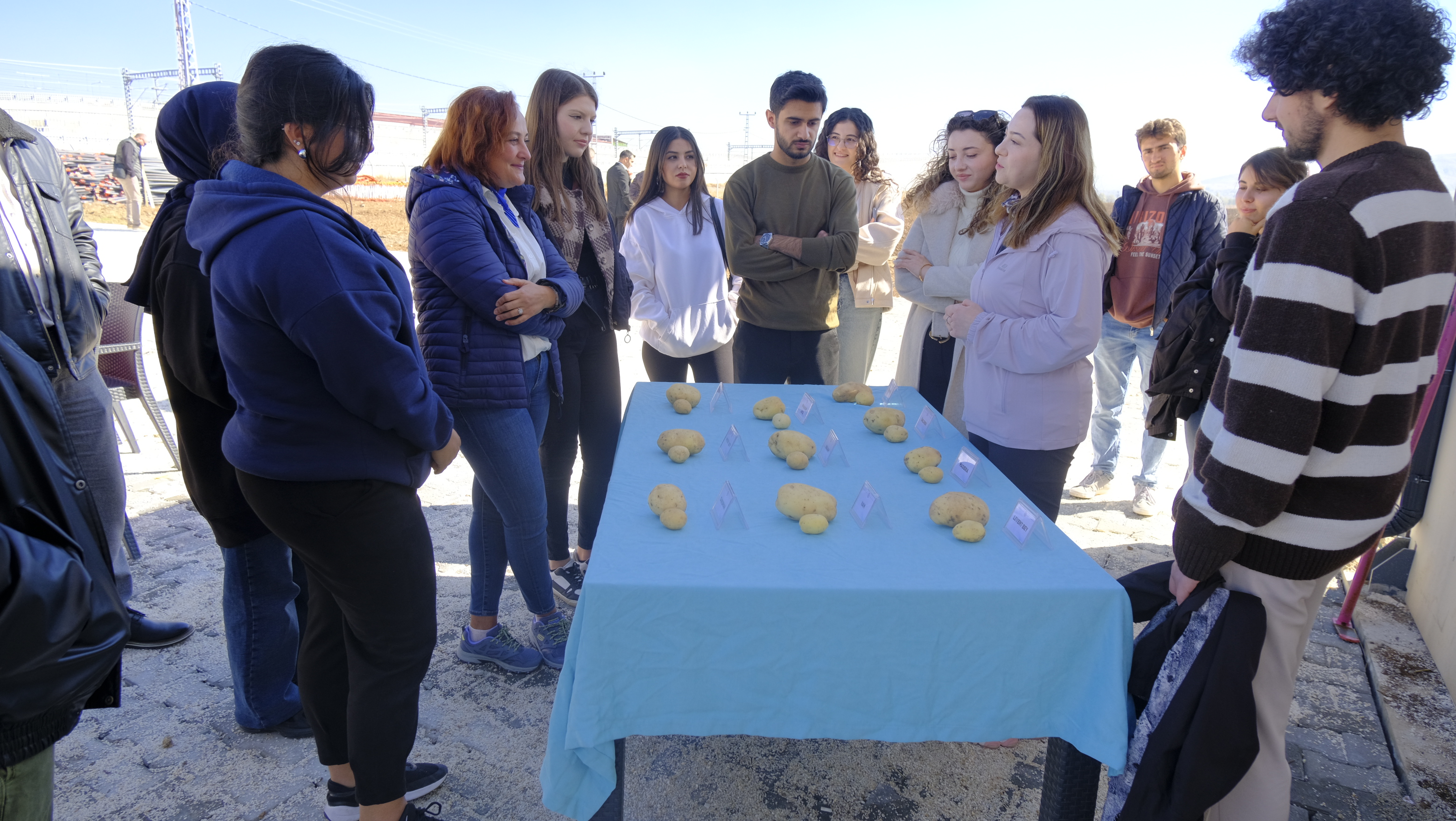 Patates Etkinliği
